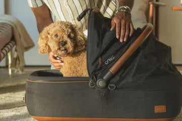 Tavo Pets Maeve Medium Rigid Pet Car Seats first of its kind