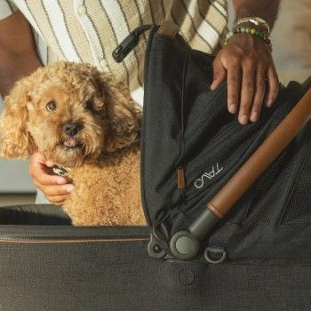Pet