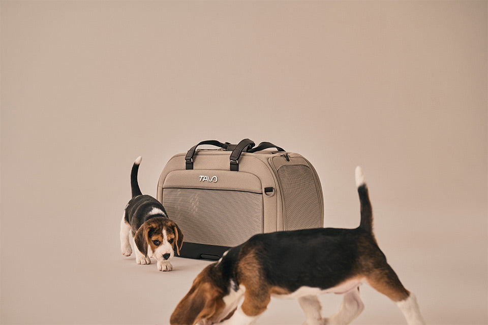 Hendrick Tavo Pets Hendrick Pet Car Seat Carrier